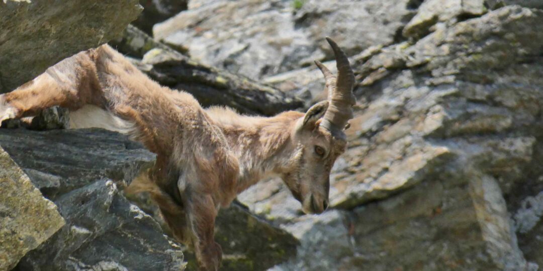 LE TOUR DU CHAINON D’AMBIN #2