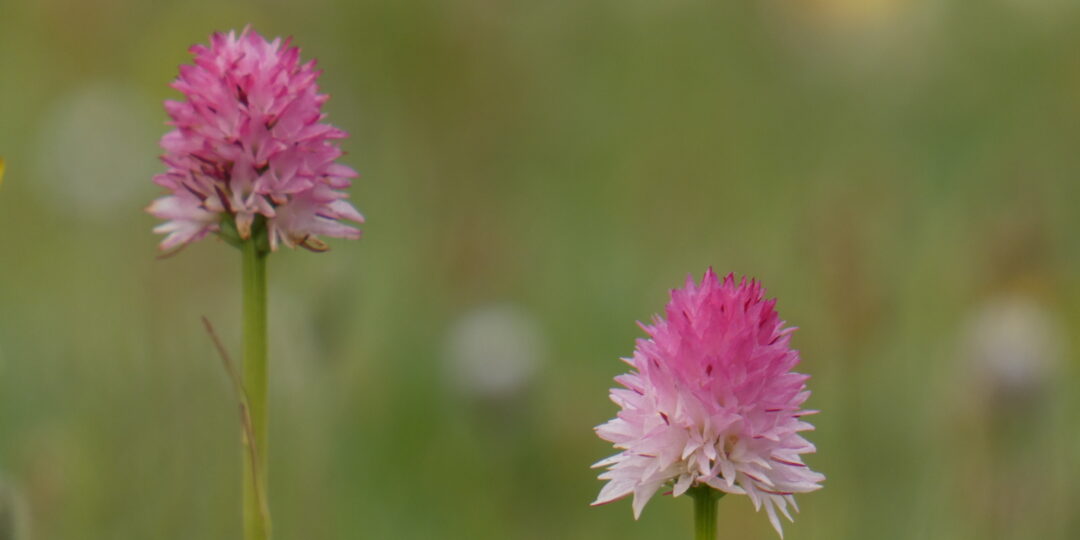 DESTINATION “LE VAL D’ALA“ #2