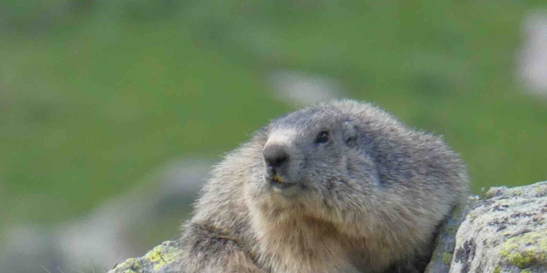 ESCAPADE DANS LE HAUT QUEYRAS #1