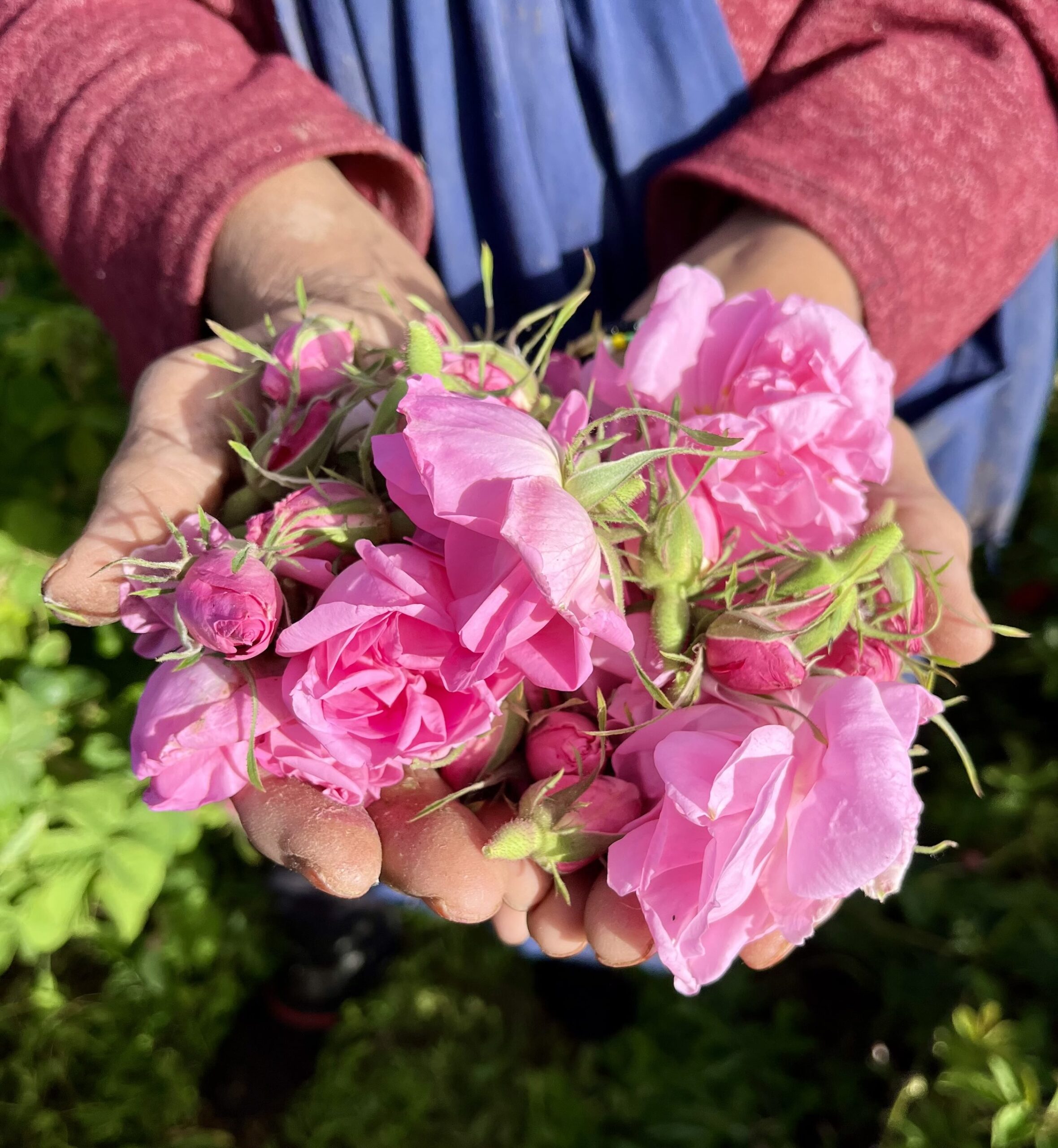 VALLÉE DES ROSES – Sud est Marocain