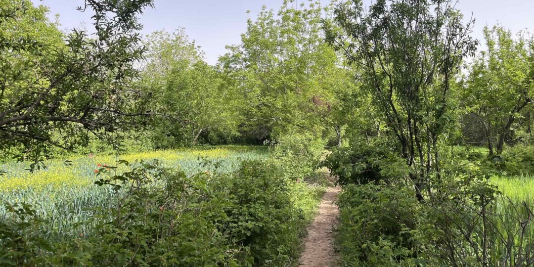 VALLÉE DES ROSES – Sud est Marocain #2
